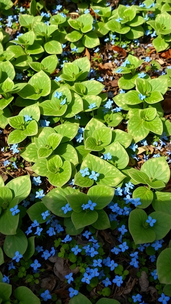 A close-up view of lungwort plants, featuring large green leaves with blue flowers scattered among them.