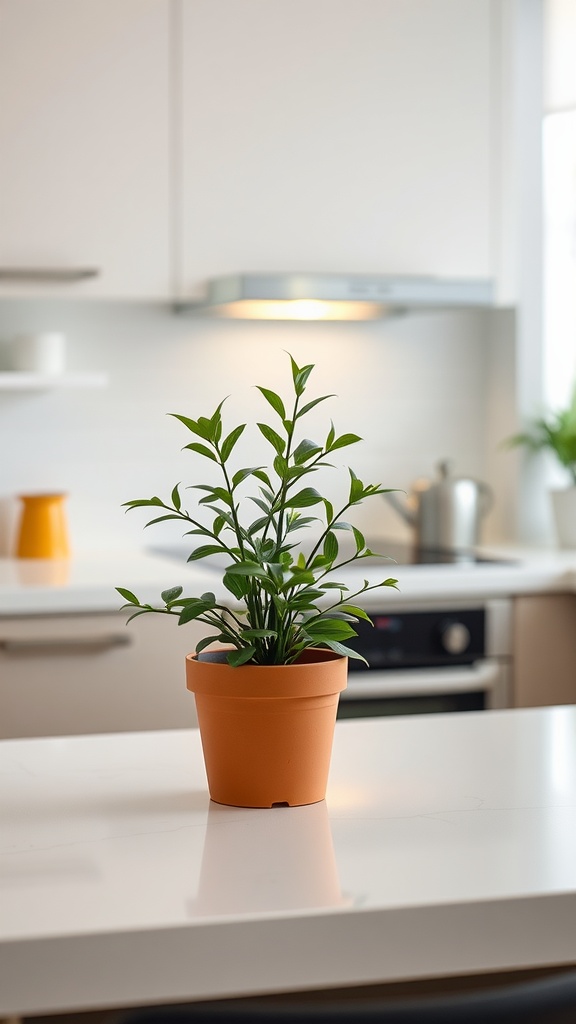 Minimalist plant arrangement on a kitchen counter