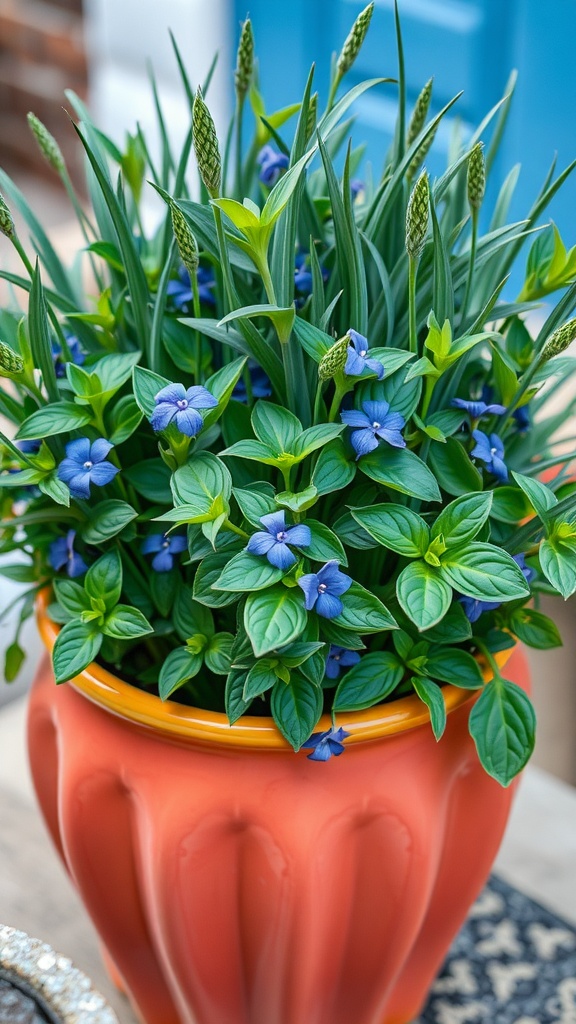 A vibrant pot of African Blue Basil Grass with blue flowers