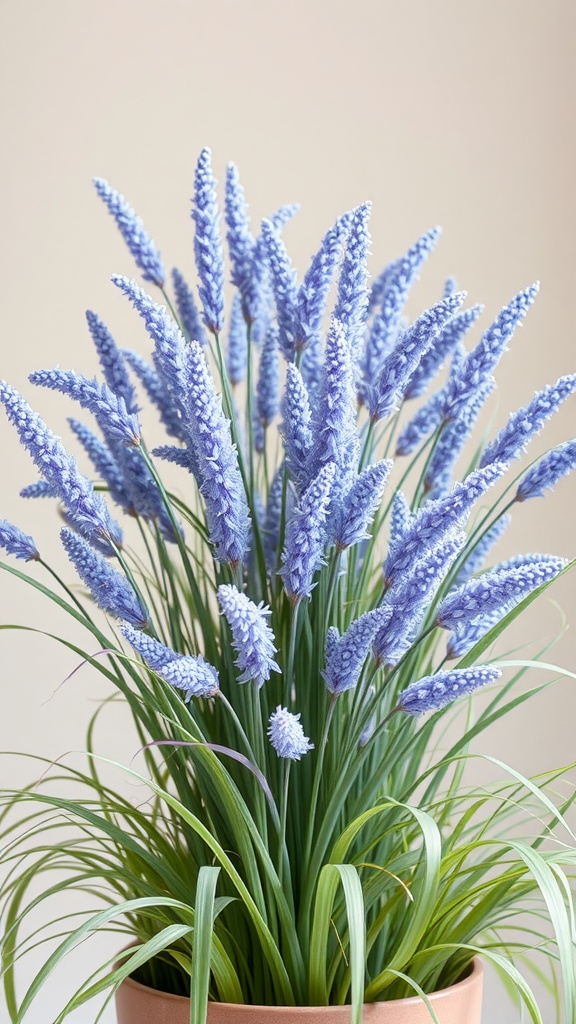 Blue Muhly Grass with delicate purple blooms in a pot