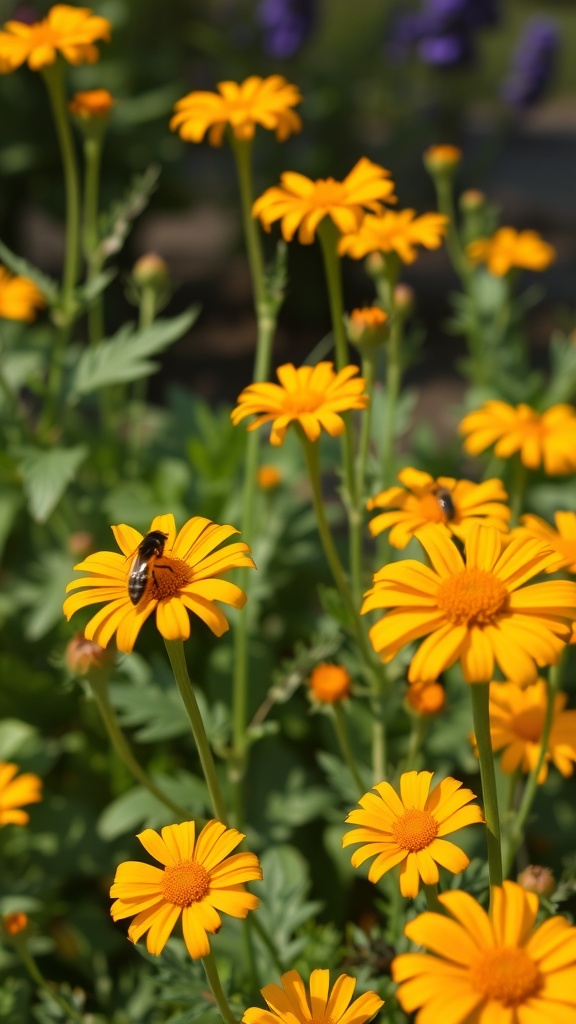 A vibrant display of calendula flowers in a garden with a bee pollinating a flower.