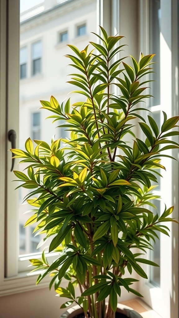 Chinese Evergreen with variegated leaves in an east-facing window.