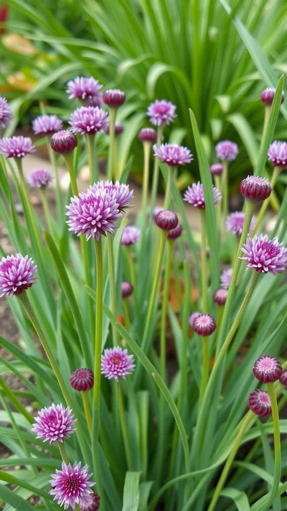 Chives with purple flowers growing in a garden