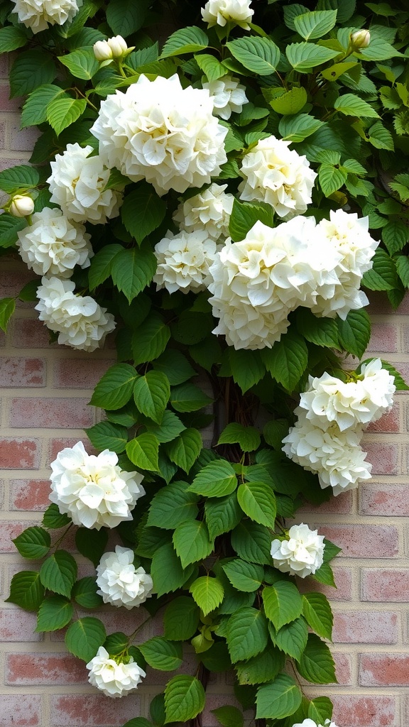 Climbing hydrangea with large white blooms climbing a brick wall