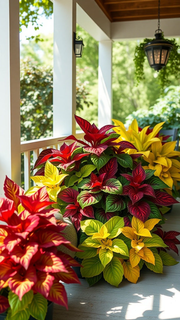 Colorful coleus plants in shades of red and yellow on a porch