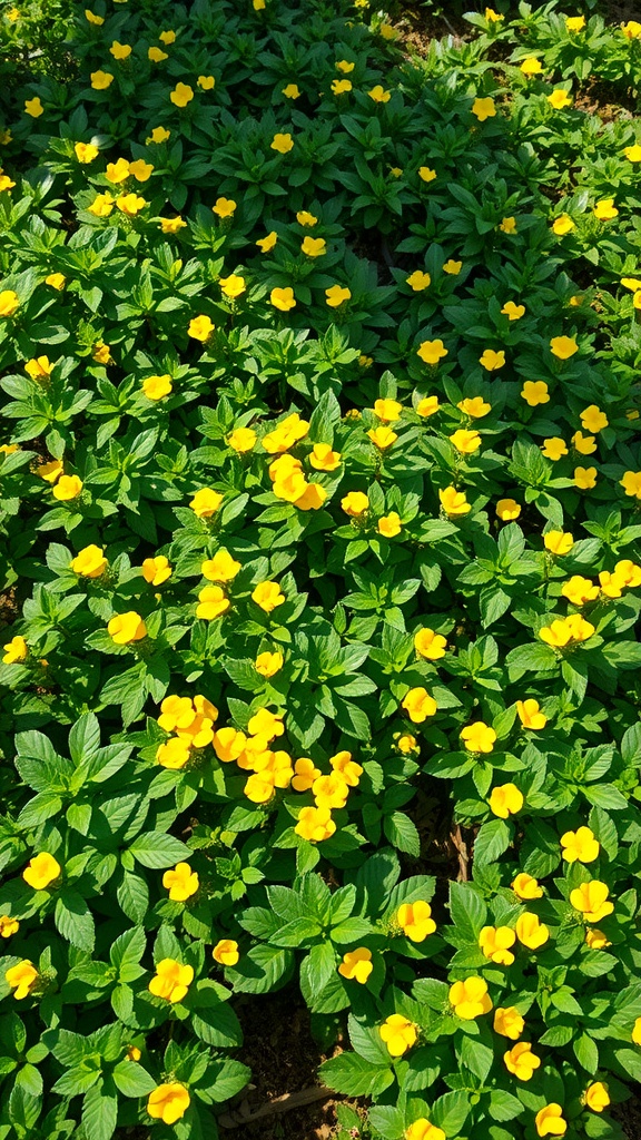 Creeping Jenny plant with vibrant yellow flowers and lush green leaves.