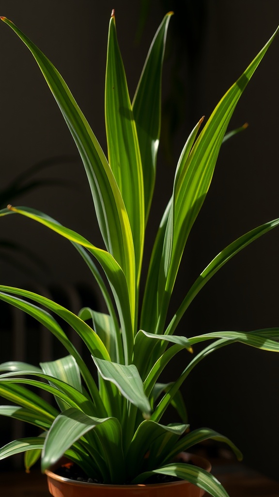 A close-up of a Dracaena plant showcasing its unique long, lance-shaped leaves in vibrant green.