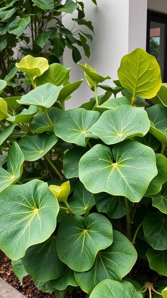 Fiddle Leaf Fig with large green leaves, showcasing its architectural appeal.