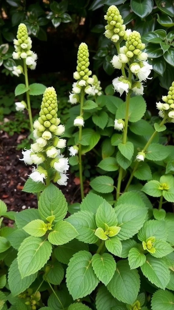 Foamy Bells with white flowers and lush green leaves in a garden setting.