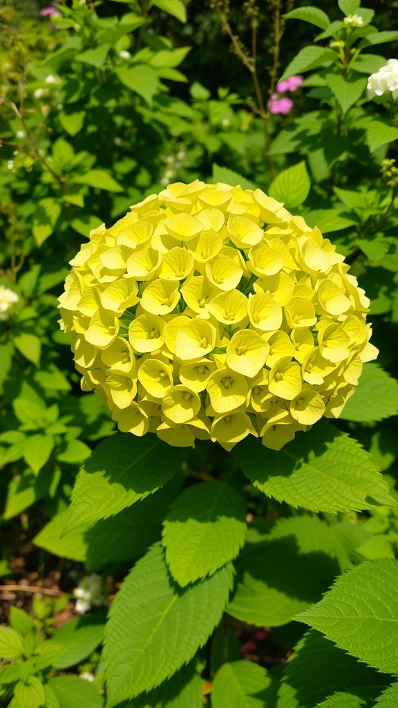 Close-up of a yellow panicle hydrangea flower.