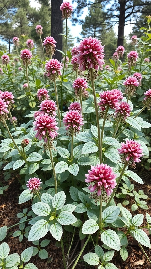 A lush display of Lamium plants with silver leaves and pink flowers, growing under pine trees.