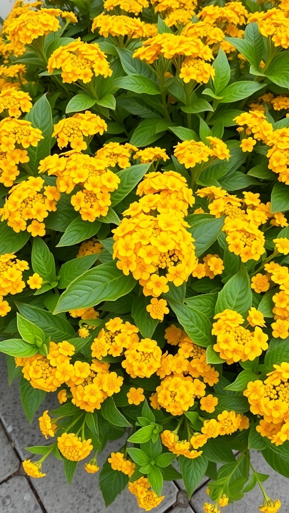 A vibrant display of Lantana 'Gold Mound' flowers in full bloom, showcasing bright yellow petals and lush green leaves.