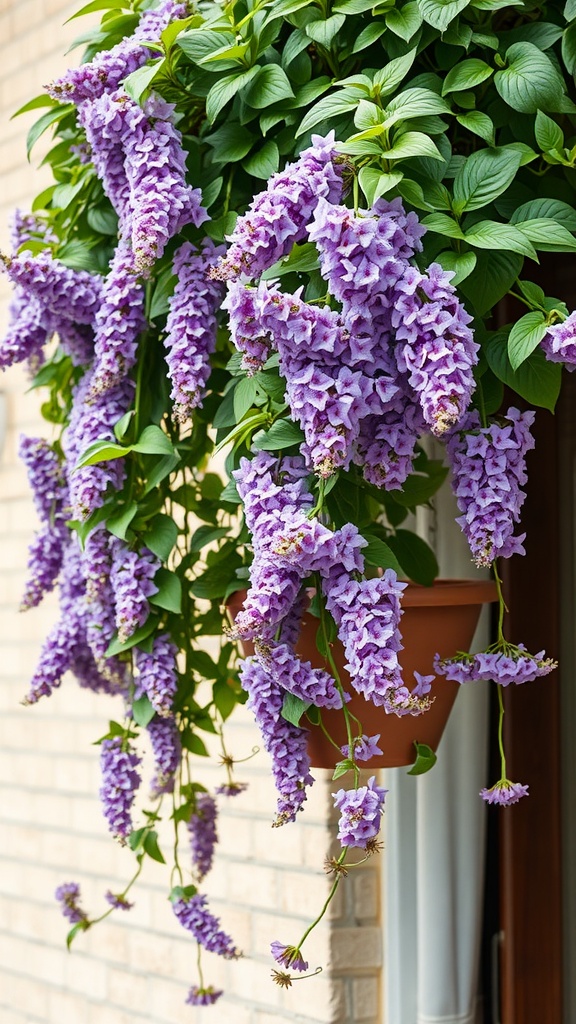 Trailing Lantana in a hanging pot with purple flowers