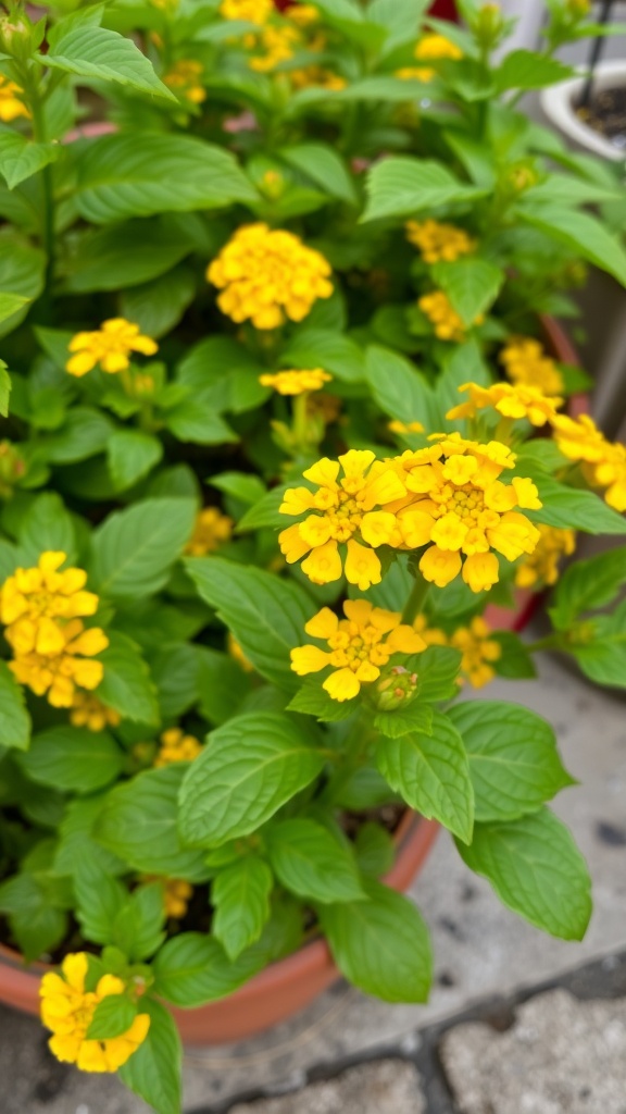 A close-up of Lantana 'New Gold' flowers in a pot, showcasing bright yellow blooms and lush green leaves.