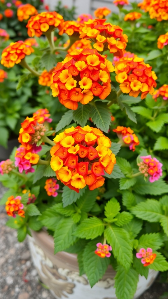 Close-up of Lantana 'Patriot Rainbow' with orange and yellow flowers in a decorative pot