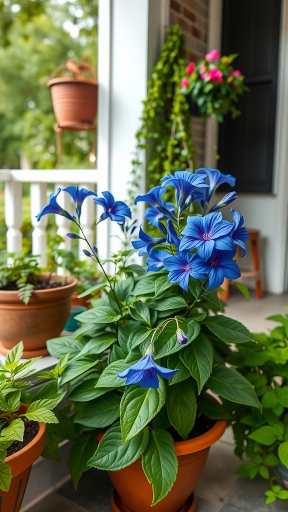 A vibrant display of Lobelia flowers in pots on a shaded porch.