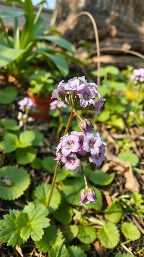 Close-up of Lungwort flowers in a shady garden setting, showcasing pink and white blooms amidst lush green leaves.