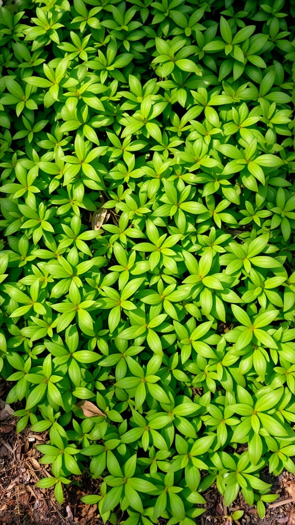 A lush green carpet of Pachysandra leaves