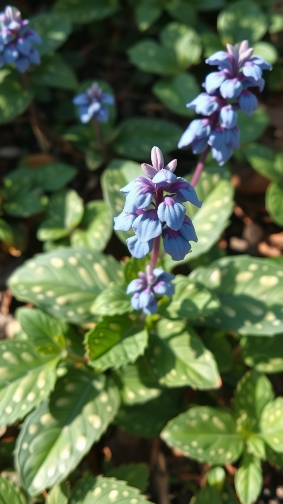 Pulmonaria flowers with speckled green leaves