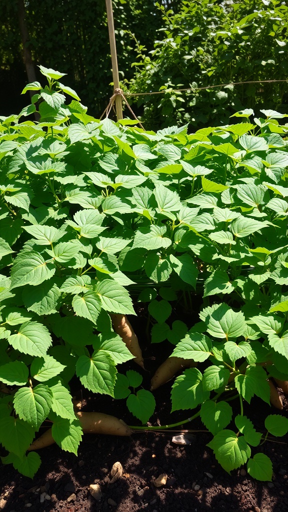 A lush green patch of sweet potato plants with visible tubers peeking from the soil.