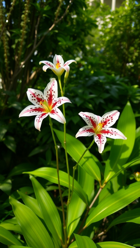 Three toad lilies with white and purple flowers surrounded by green foliage.