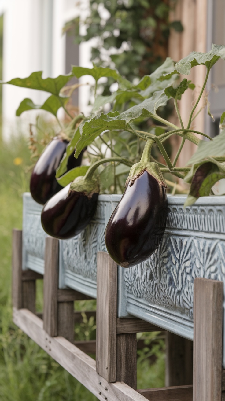 Three ripe eggplants hanging from a lush green plant in a decorative blue planter.