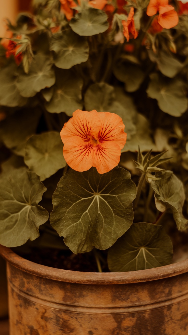 A close-up of a vibrant orange nasturtium flower surrounded by green leaves in a terracotta pot.