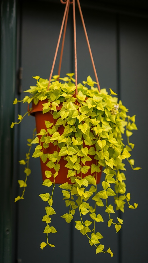 A vibrant Creeping Jenny plant in a hanging pot, showcasing its bright yellow-green cascading leaves.