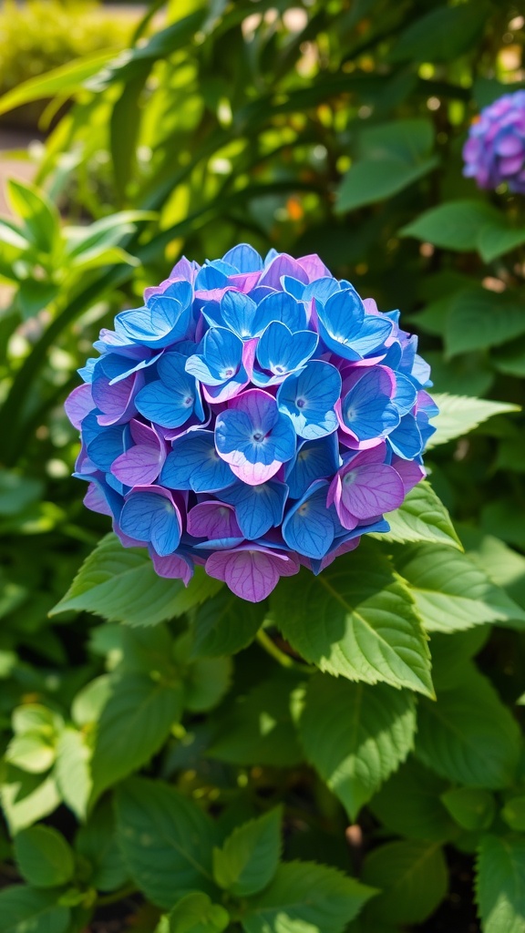 A close-up of vibrant blue and pink hydrangea flowers surrounded by green leaves