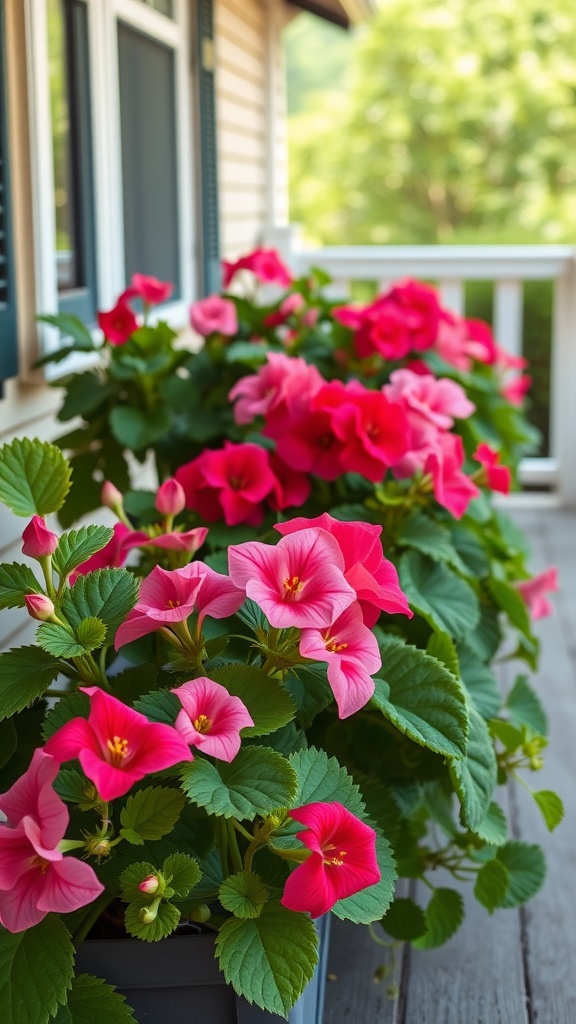 Lush pink geraniums in pots on a porch