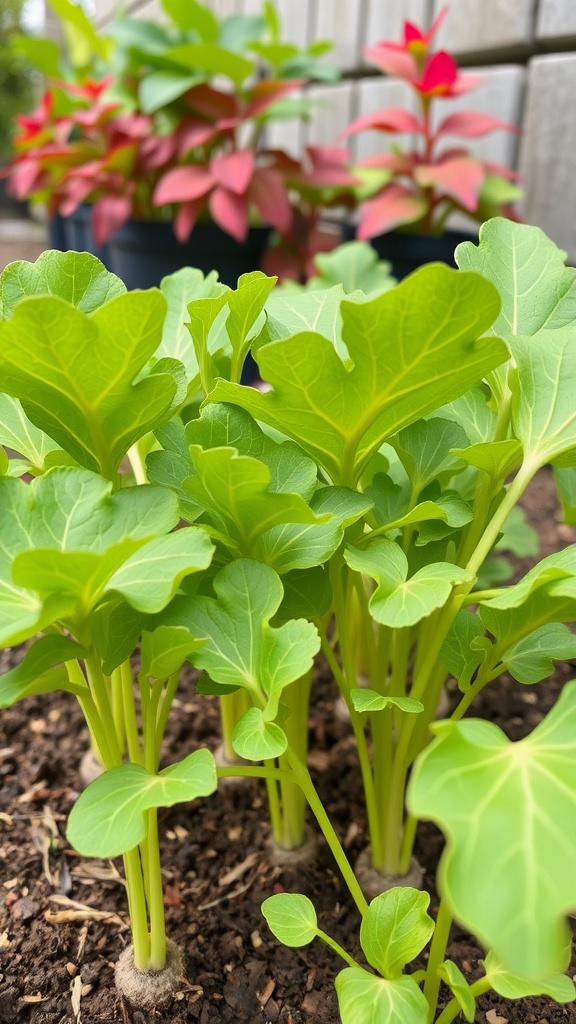 Fresh red radishes with green leaves growing in a wooden planter