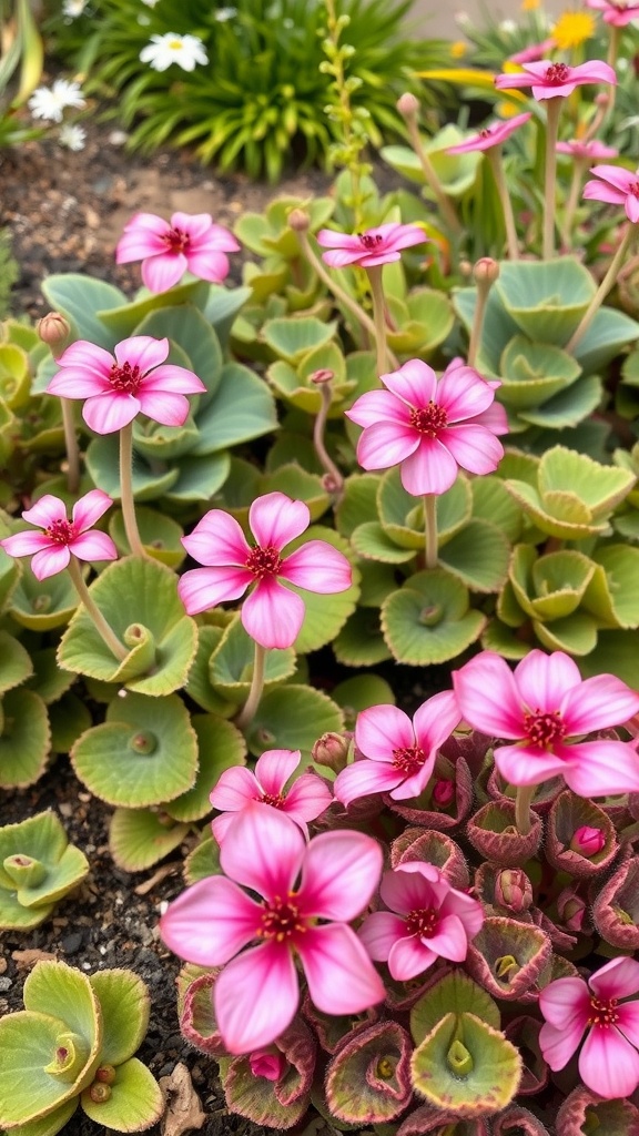 Vibrant pink Sedum flowers with succulent green foliage in a garden setting.