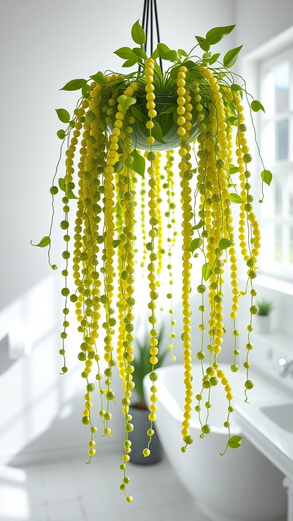 Hanging String of Pearls plant in a bright bathroom setting