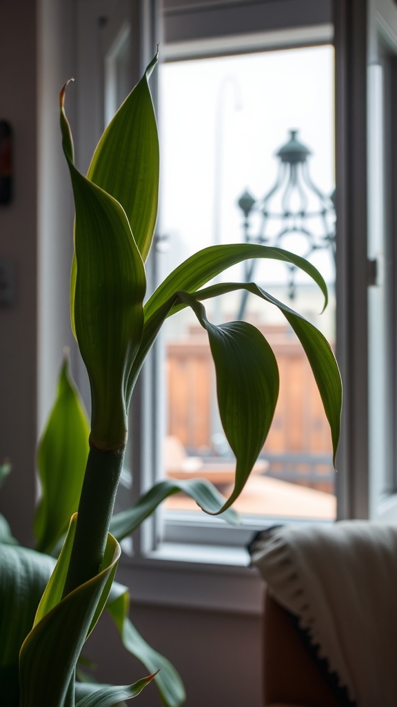 A Snake Plant with green leaves near a window, indicating a potential draft area.