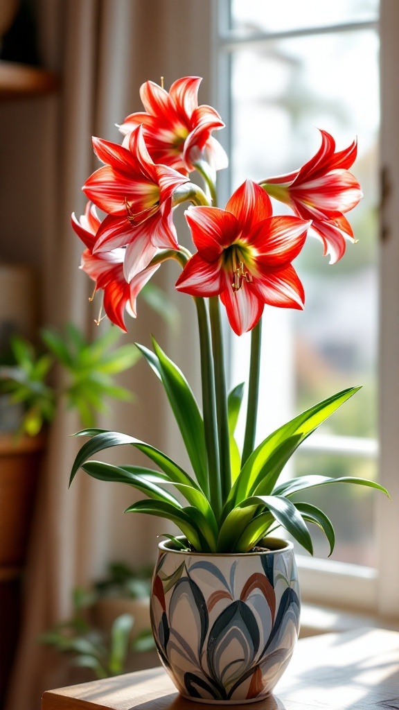 A beautiful Amaryllis plant with vibrant red and white flowers in a decorative pot, illuminated by natural light.