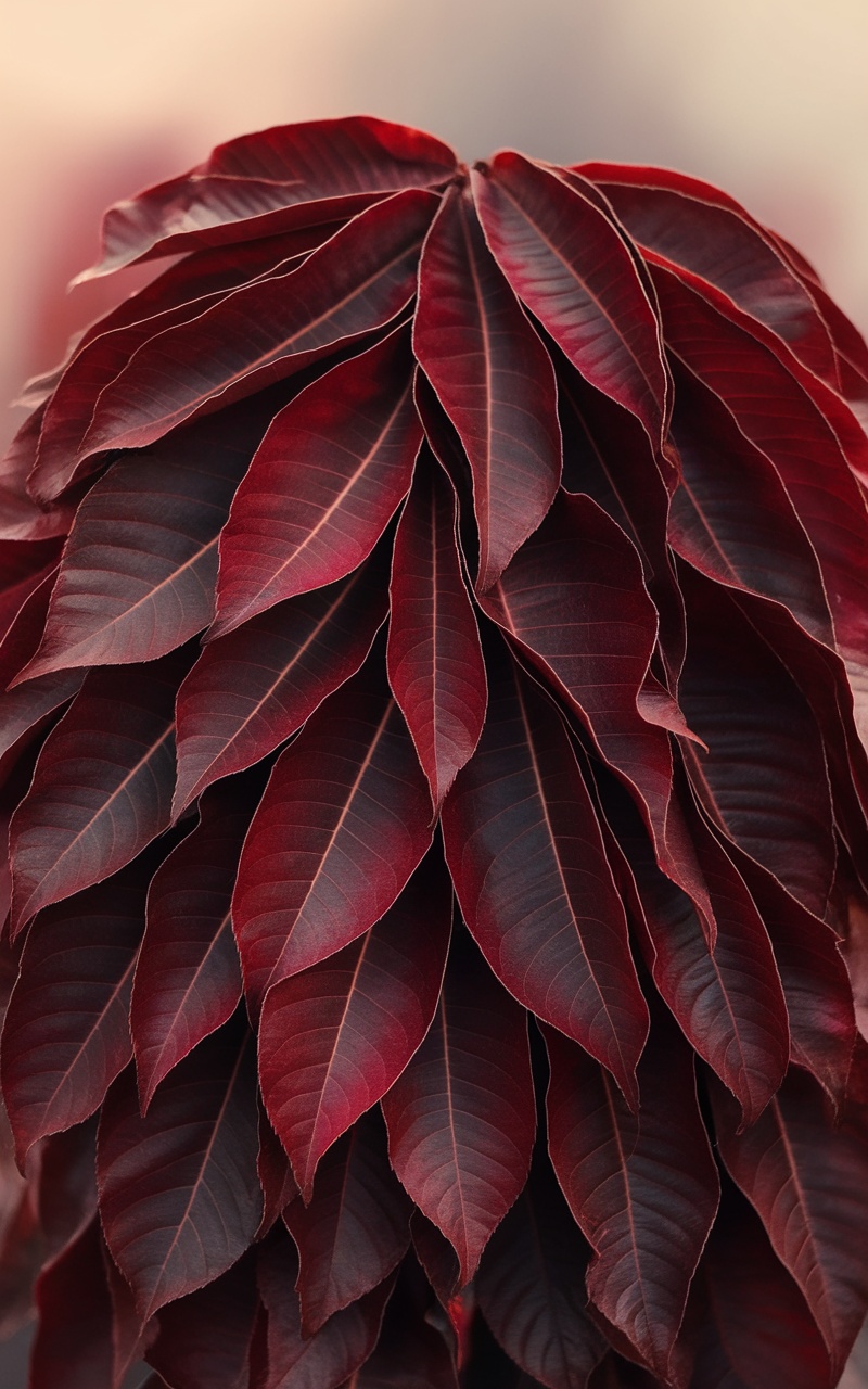 Dark cherry red leaves in a textured pattern