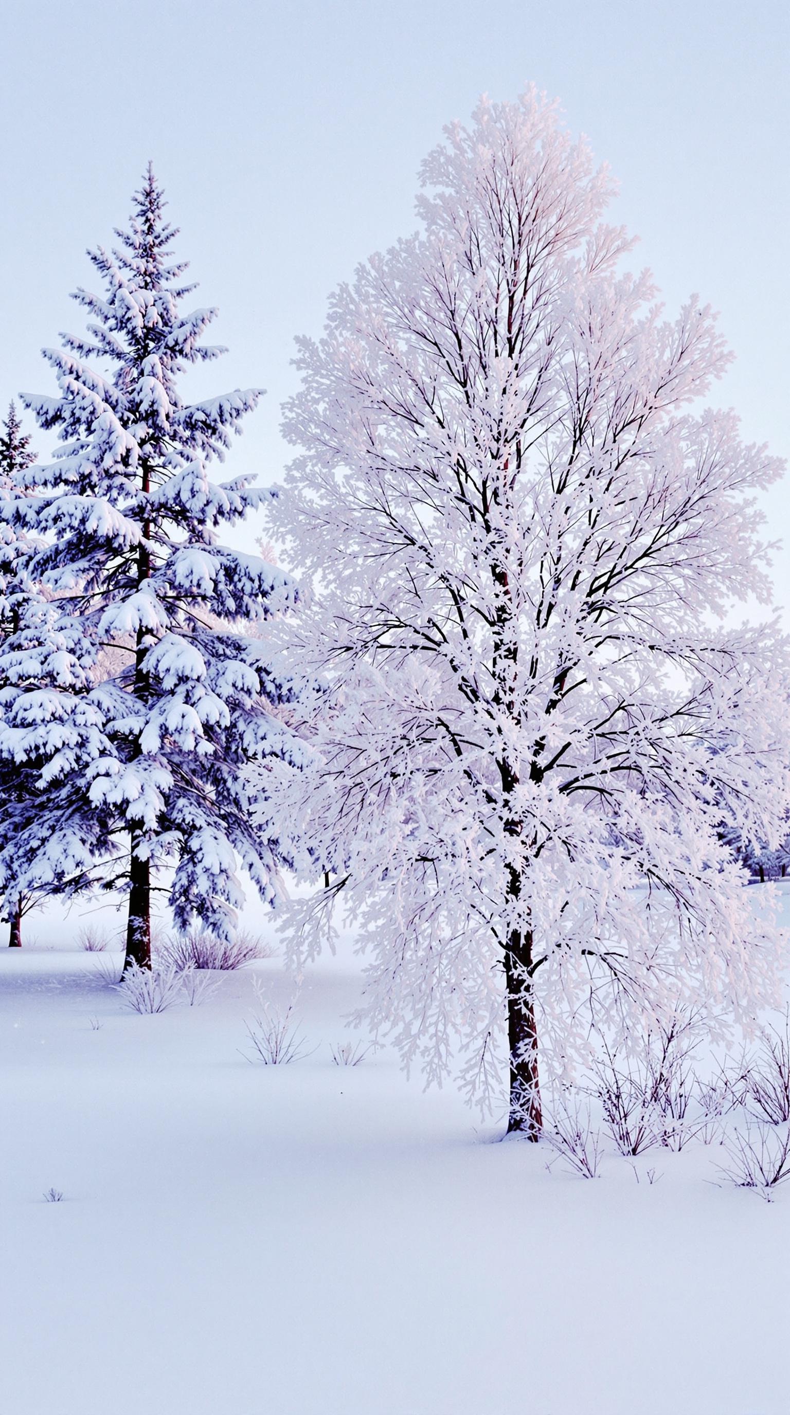 Snow-covered trees in a serene winter landscape