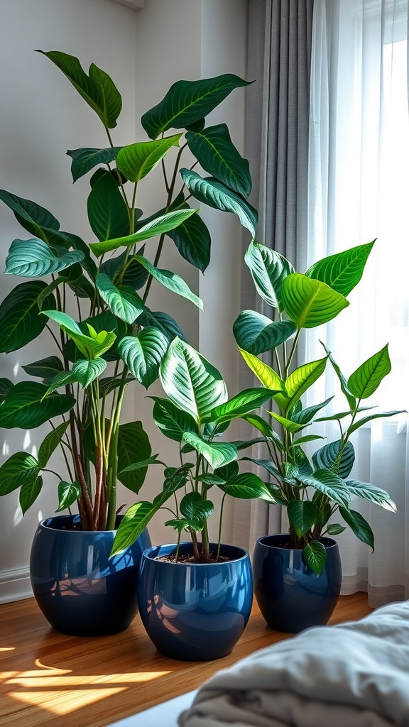 Three lush green houseplants in glossy blue pots, situated by a window with soft natural light streaming in.