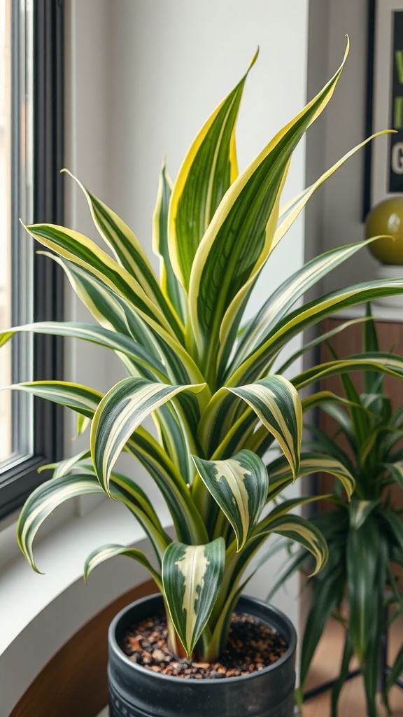 A healthy Dracaena plant in a stylish black pot, showcasing its long, colorful leaves in a well-lit room.