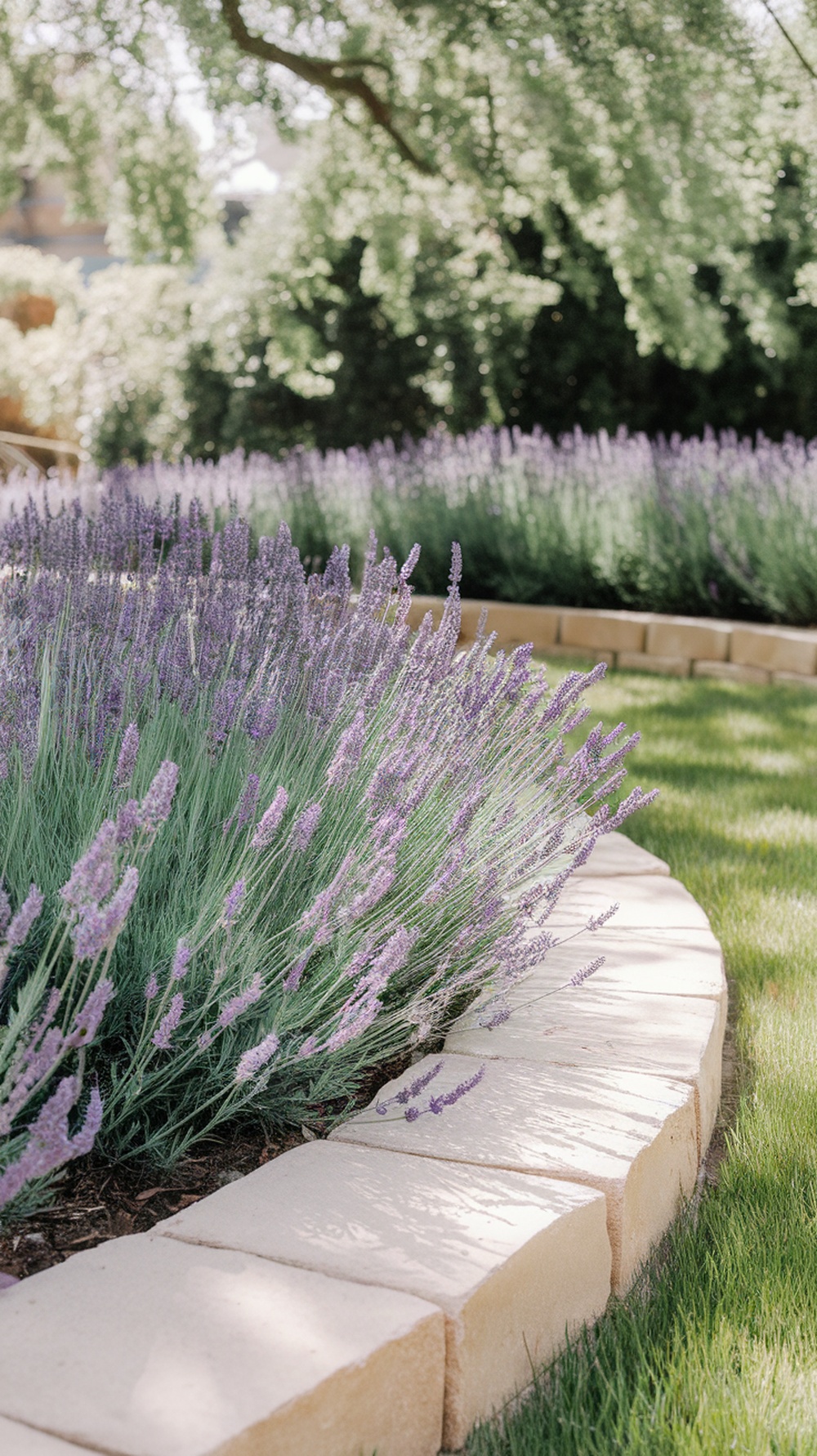 A garden with lavender plants bordered by a smooth stone edge.