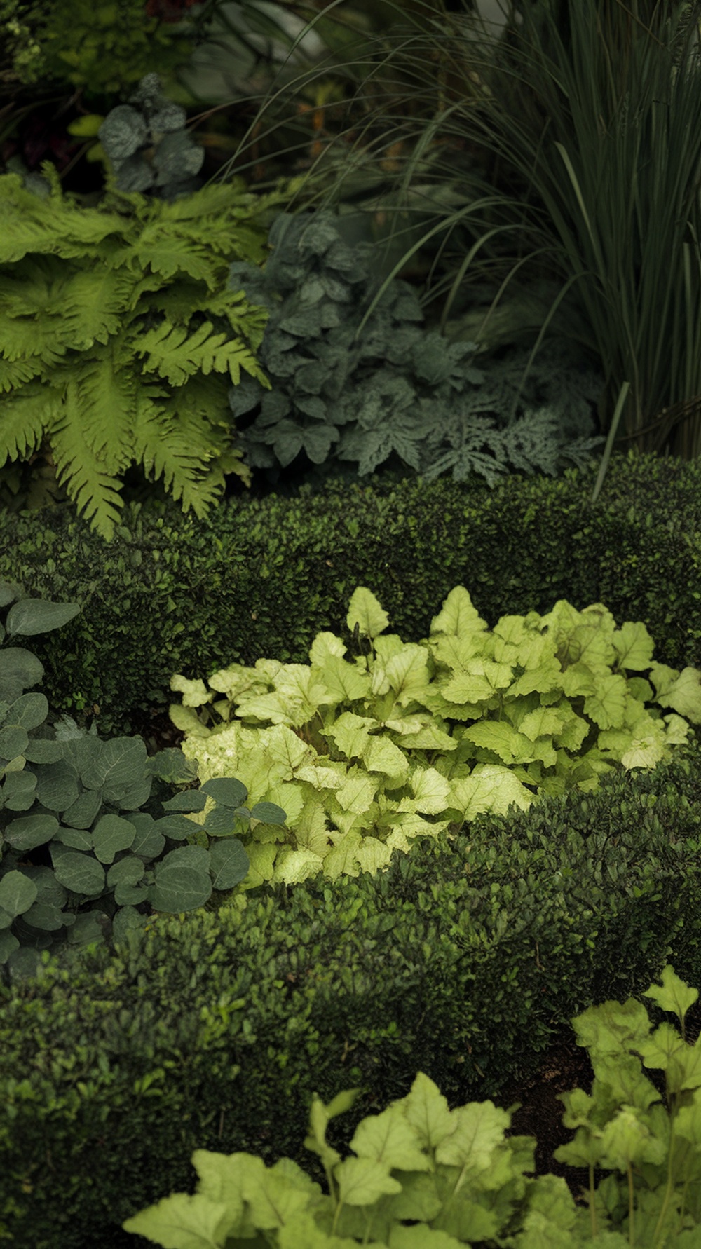 A lush, green garden featuring boxwood hedges and various plants, showcasing different shades of green.