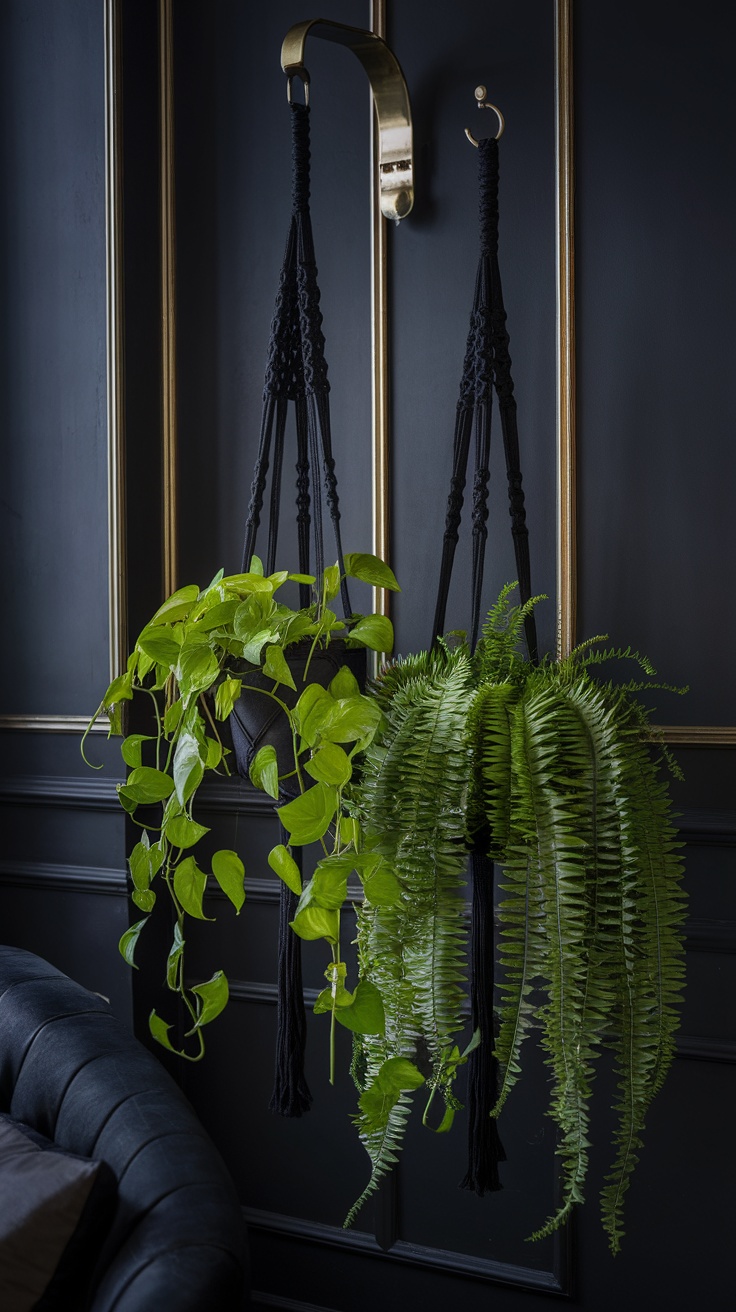 Black macrame plant hangers displaying pothos and fern plants against a dark wall