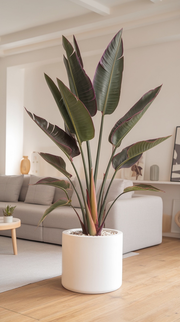 A tall plant with striking leaves in a modern white pot, set in a stylish living room with a cozy sofa.