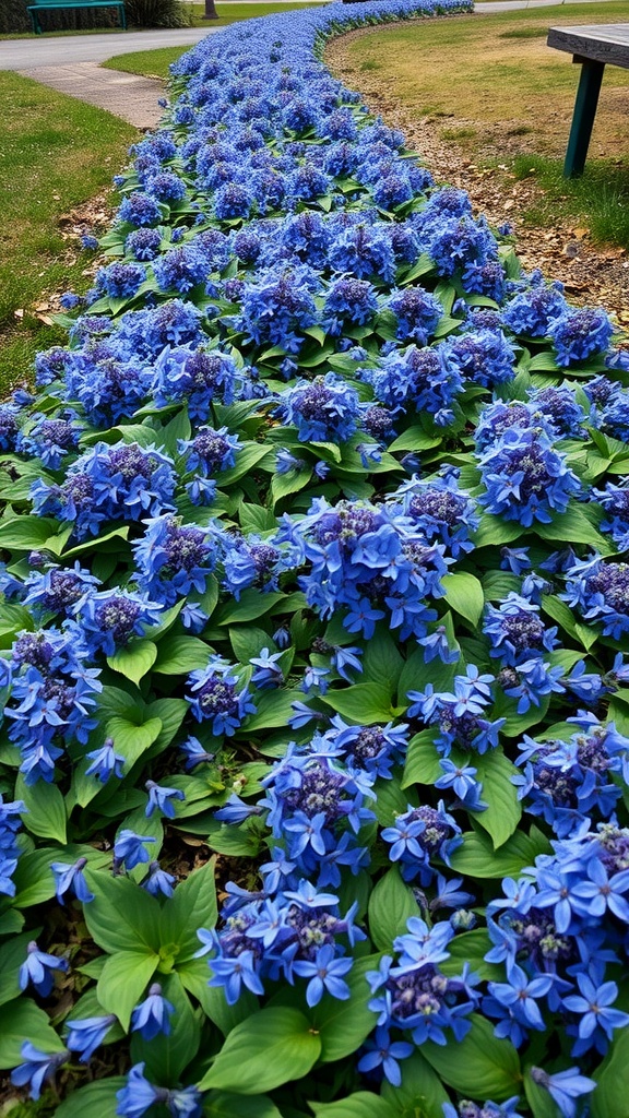 A vibrant field of Ajuga flowers with deep blue blooms and lush green leaves, creating a beautiful ground cover.