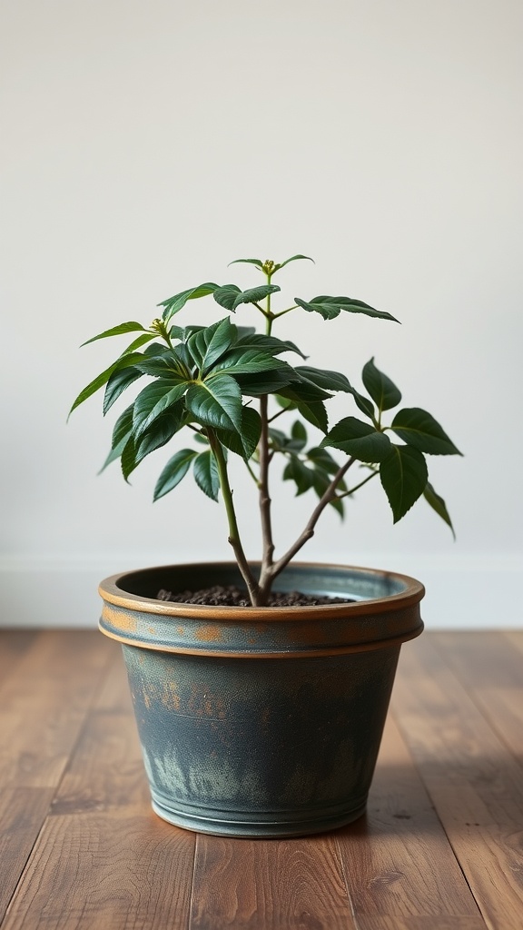 A healthy Cast Iron Plant in a pot, showcasing its green leaves.
