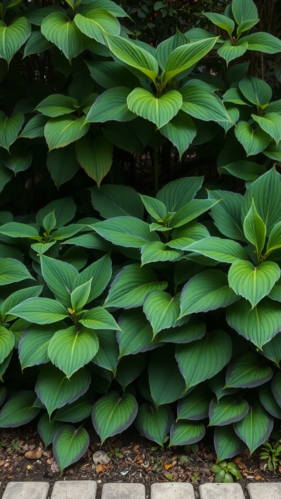A lush display of hosta plants with large green leaves in a shaded area.