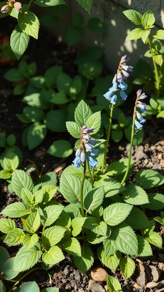 Lungwort plant with unique foliage and blue flowers in a garden.