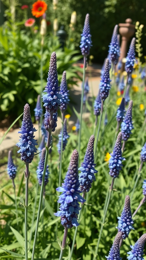 Close-up of Veronica flowers in a garden setting.