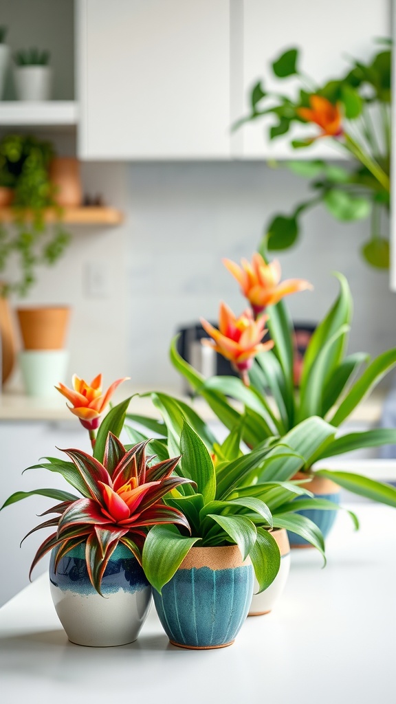 Colorful bromeliads in pots on a table with a modern kitchen background