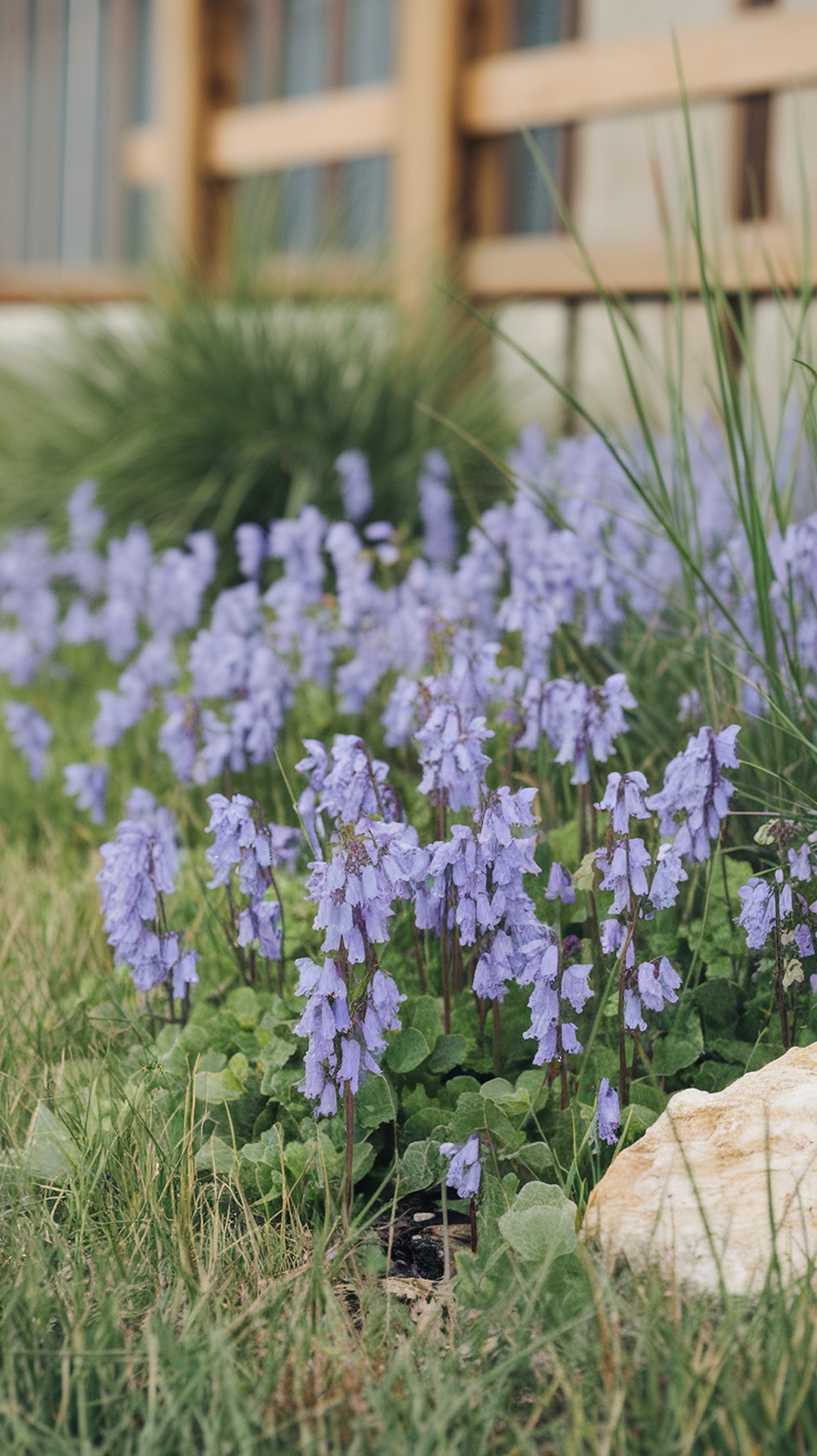 Purple flowers of creeping speedwell blooming among green foliage.
